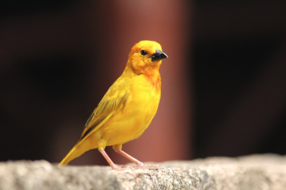 Your Initiative Needs a Canary